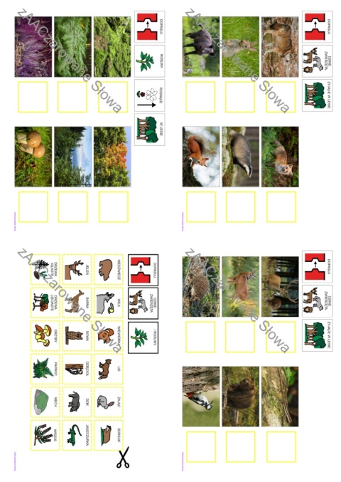 DZIKIE ZWIERZĘTA - CAŁY PAKIET AAC, KARTY PRACY, SYMBOLE PCS